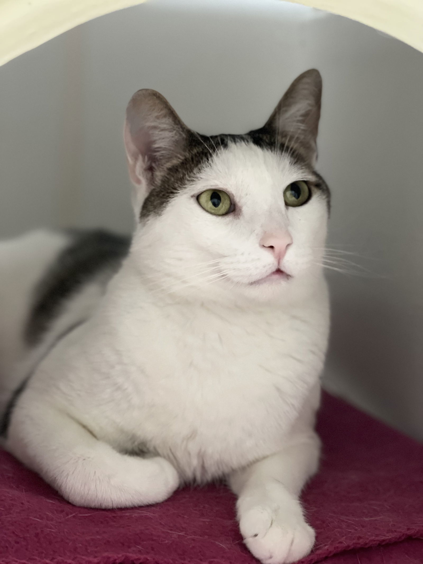 Graham (bonded with Marshmallow)