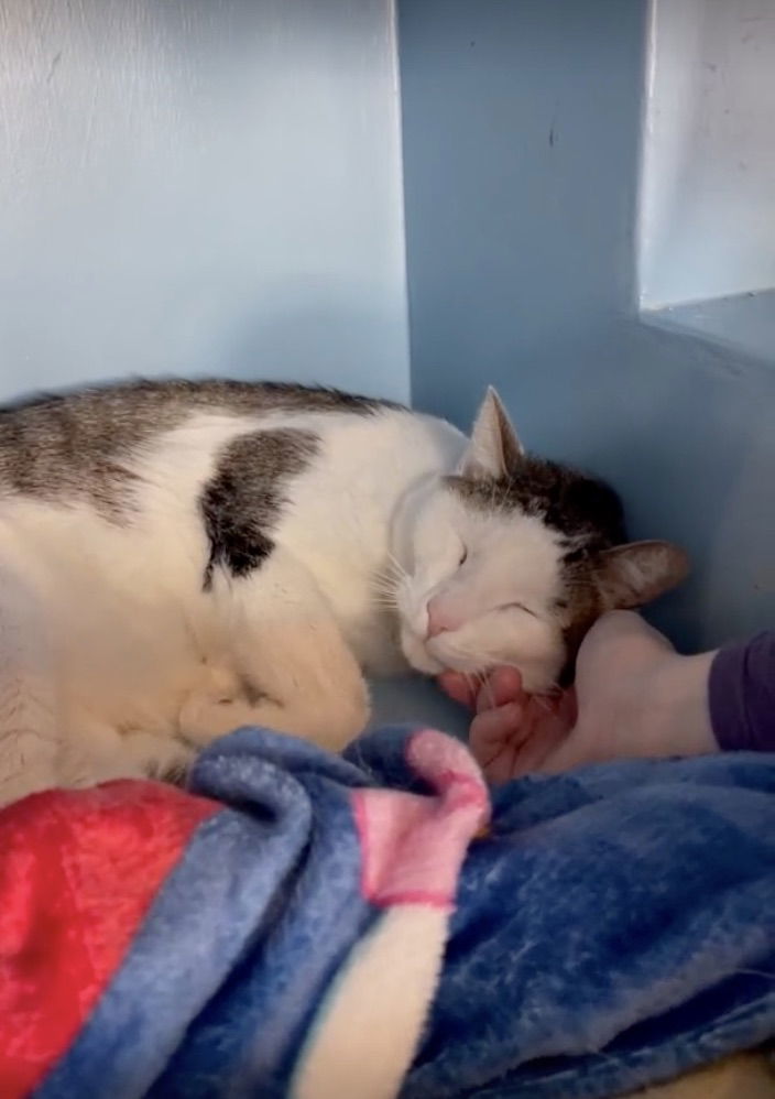 Graham (bonded with Marshmallow)