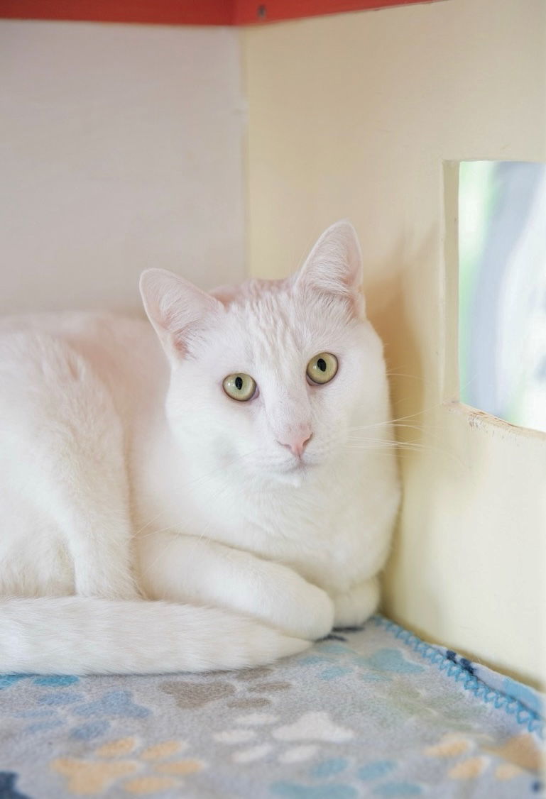 Marshmallow (bonded with Graham)