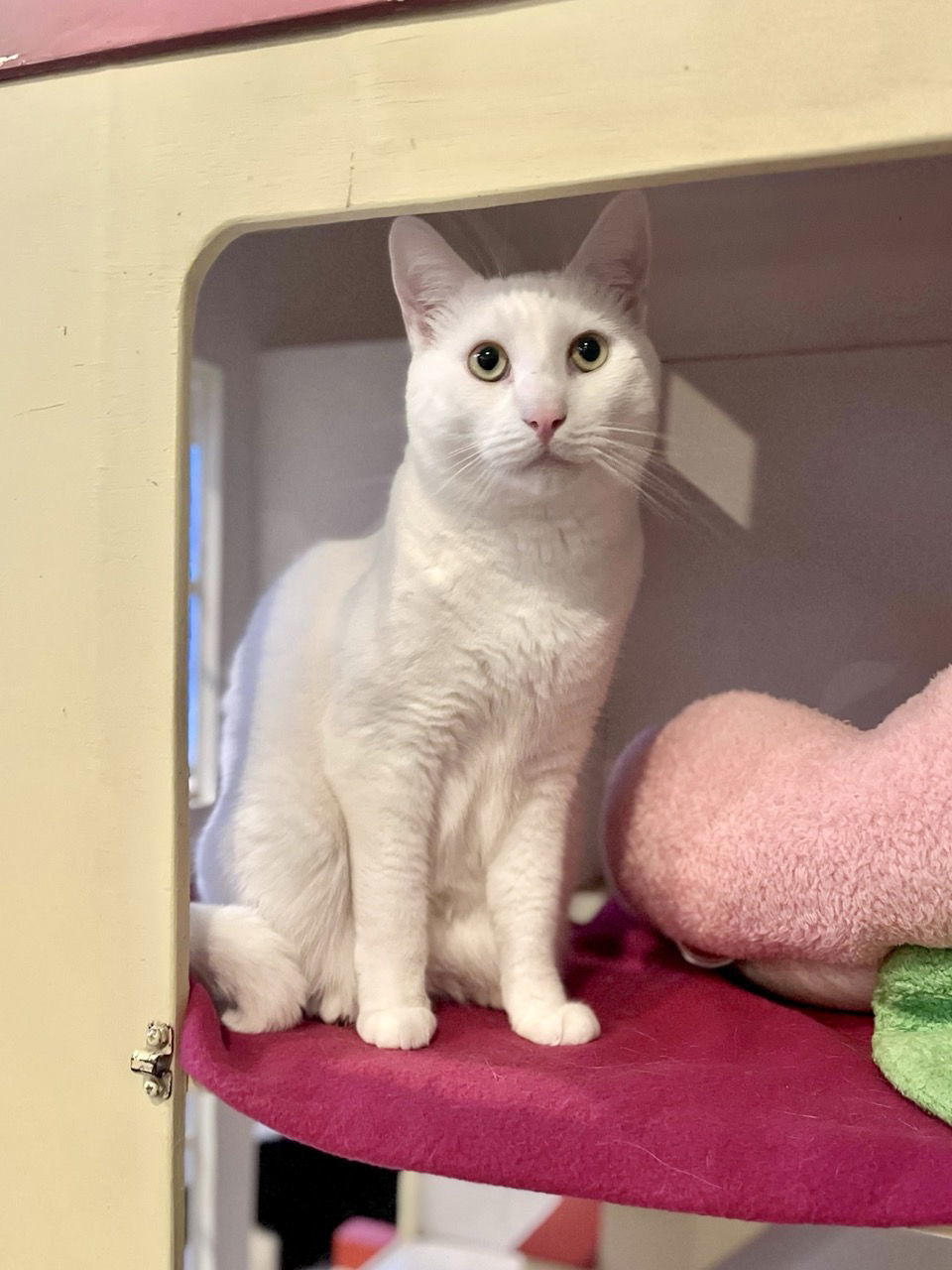 Marshmallow (bonded with Graham)