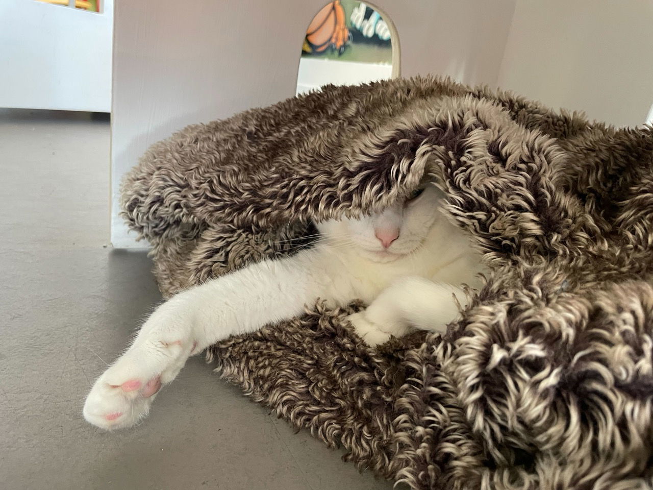 Marshmallow (bonded with Graham)