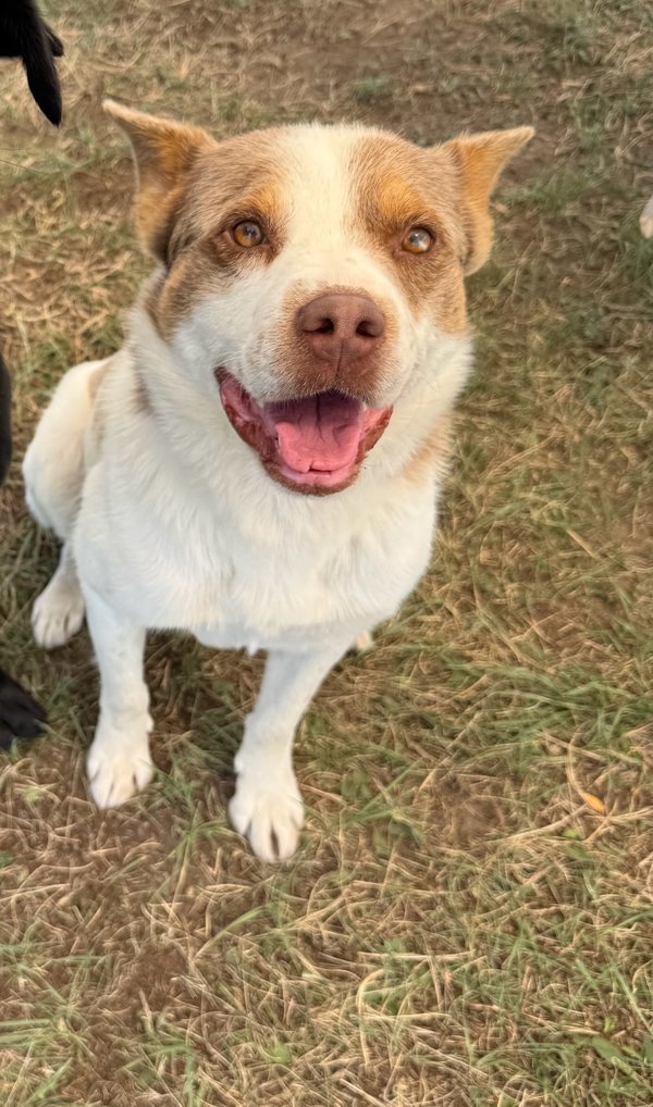 Mason, an adoptable Mixed Breed in Great Falls, MT, 59405 | Photo Image 1