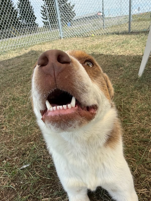 Mason, an adoptable Mixed Breed in Great Falls, MT, 59405 | Photo Image 4