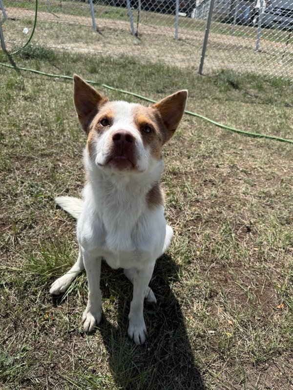 Mason, an adoptable Mixed Breed in Great Falls, MT, 59405 | Photo Image 5