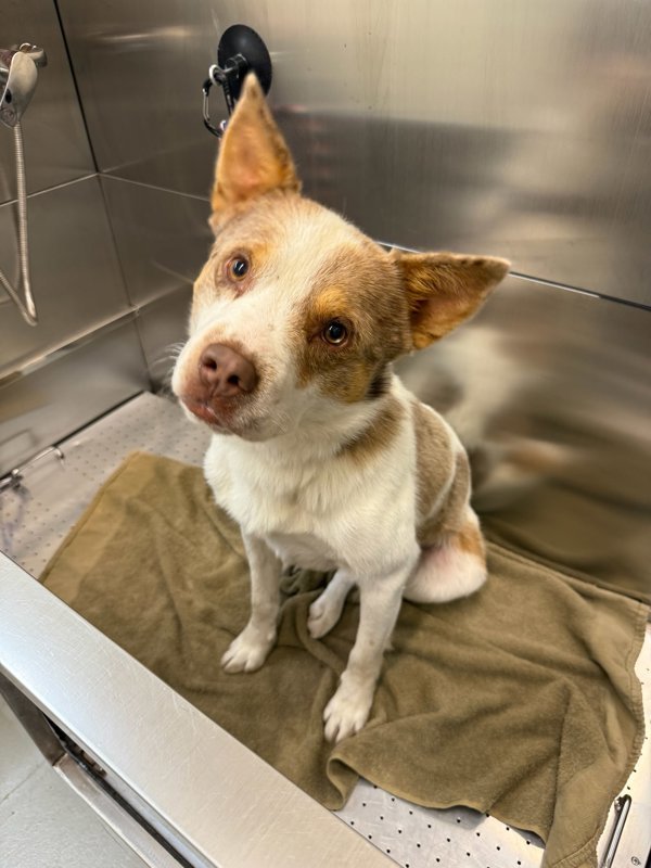 Mason, an adoptable Mixed Breed in Great Falls, MT, 59405 | Photo Image 6