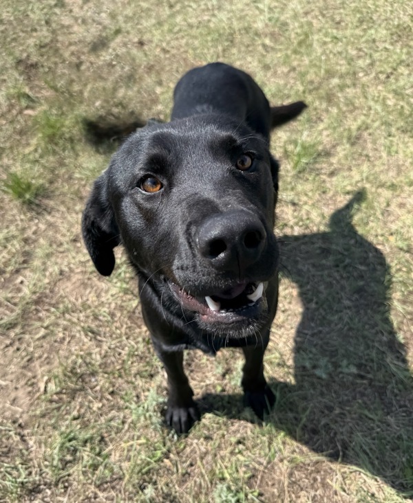 Monte, an adoptable Mixed Breed in Great Falls, MT, 59405 | Photo Image 1