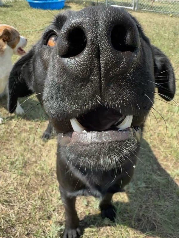 Monte, an adoptable Mixed Breed in Great Falls, MT, 59405 | Photo Image 3