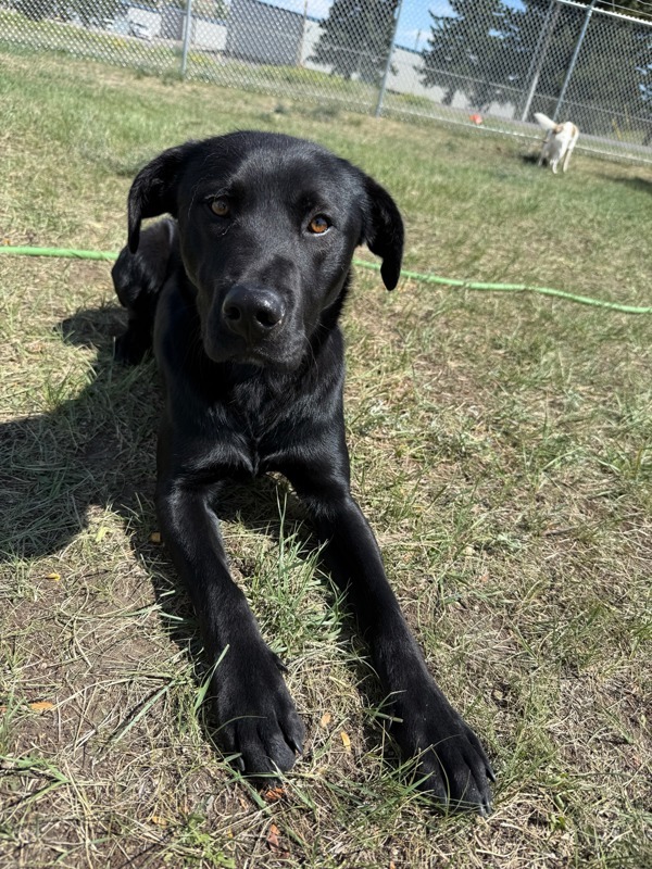 Monte, an adoptable Mixed Breed in Great Falls, MT, 59405 | Photo Image 4