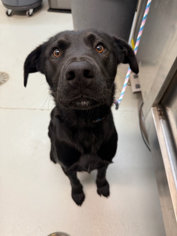 Monte, an adoptable Mixed Breed in Great Falls, MT, 59405 | Photo Image 5