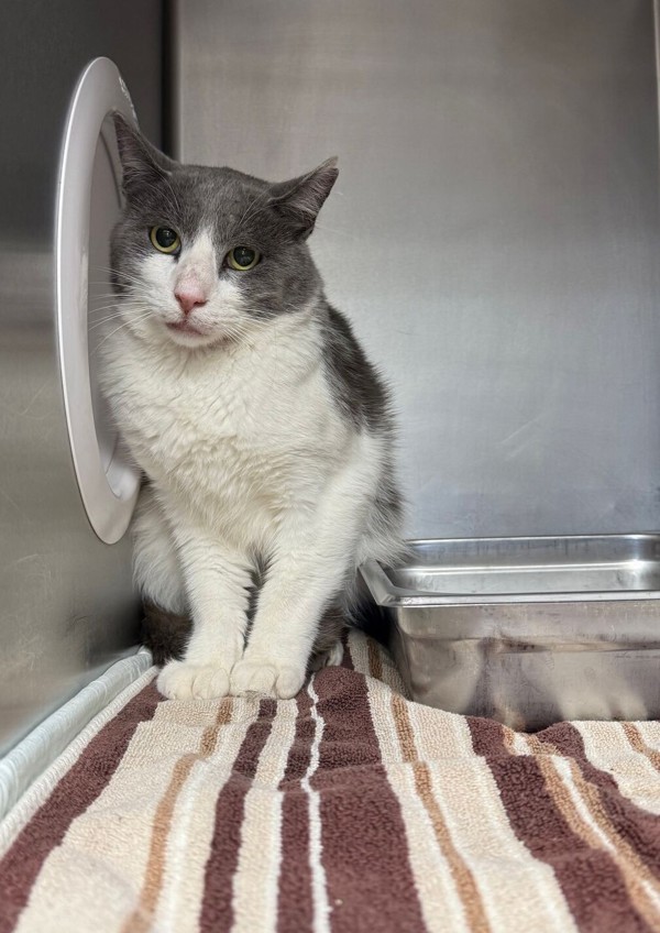 Maui, an adoptable Domestic Short Hair in Great Falls, MT, 59405 | Photo Image 1
