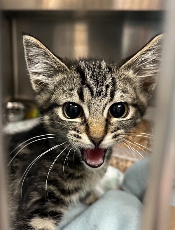 Pupik, an adoptable Domestic Short Hair in Spokane Valley, WA, 99212 | Photo Image 1
