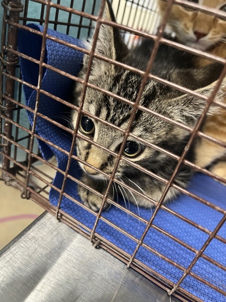 Pupik, an adoptable Domestic Short Hair in Spokane Valley, WA, 99212 | Photo Image 2