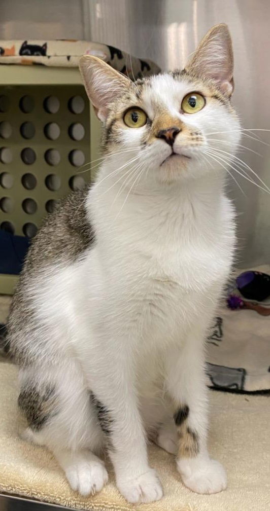 Pineapple Upside Down Cake