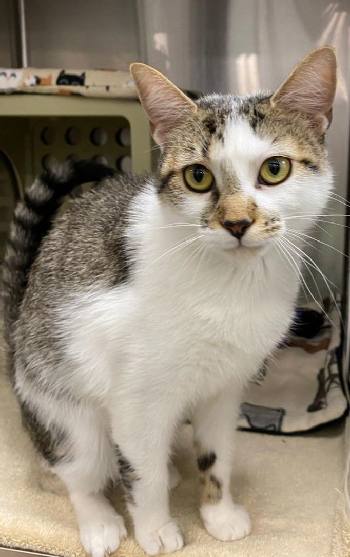 Pineapple Upside Down Cake