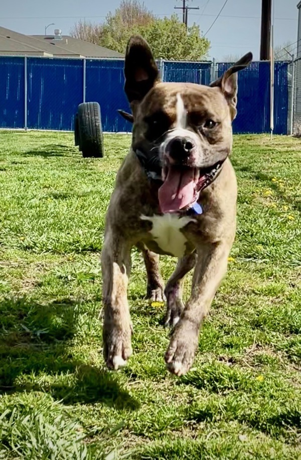 Hank
