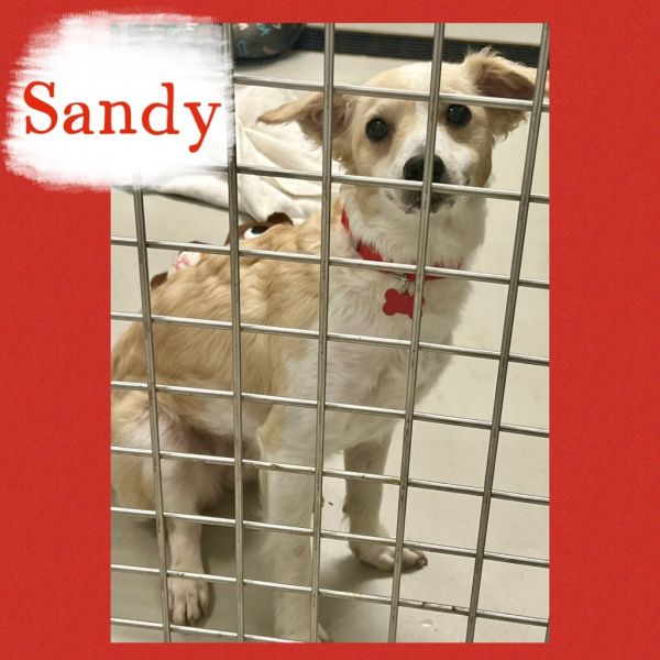 Sandy thumbnail 2