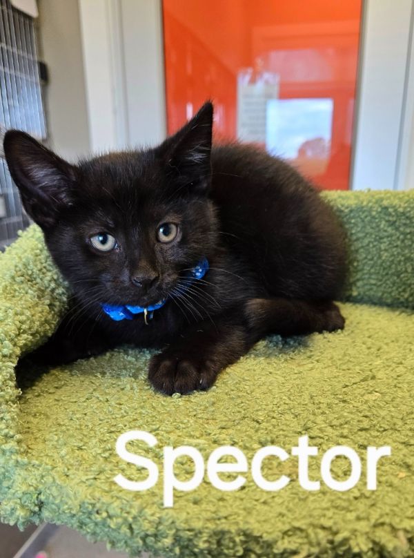 Spector
