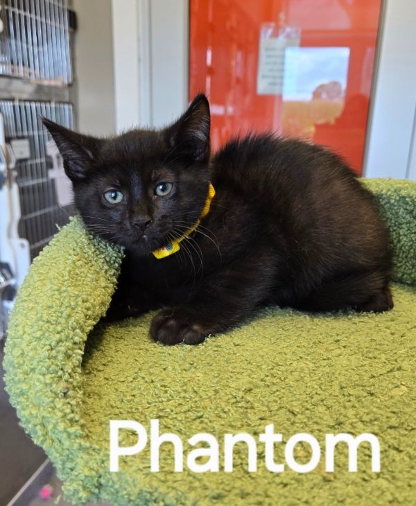 Phantom