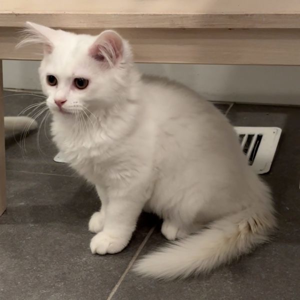 Cloud