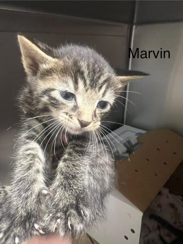 Marvin