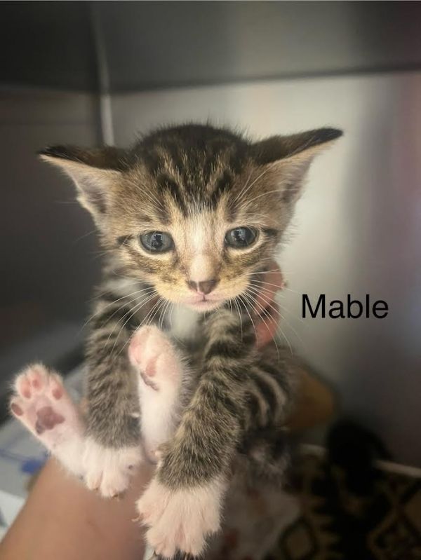 Mable