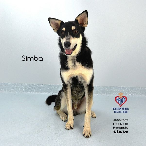 Simba thumbnail 2
