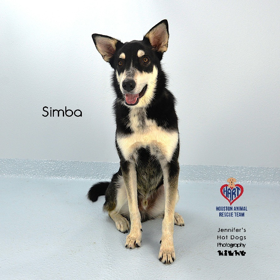 Simba