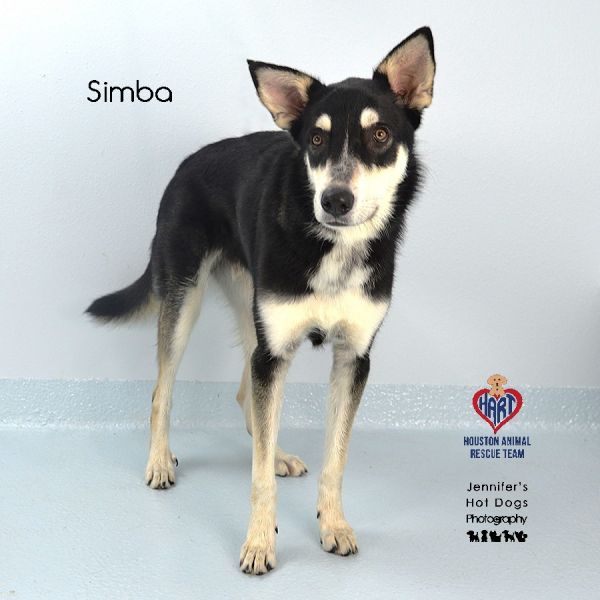 Simba thumbnail 3