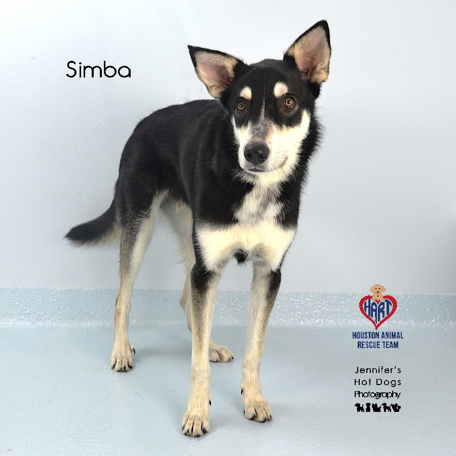 Simba
