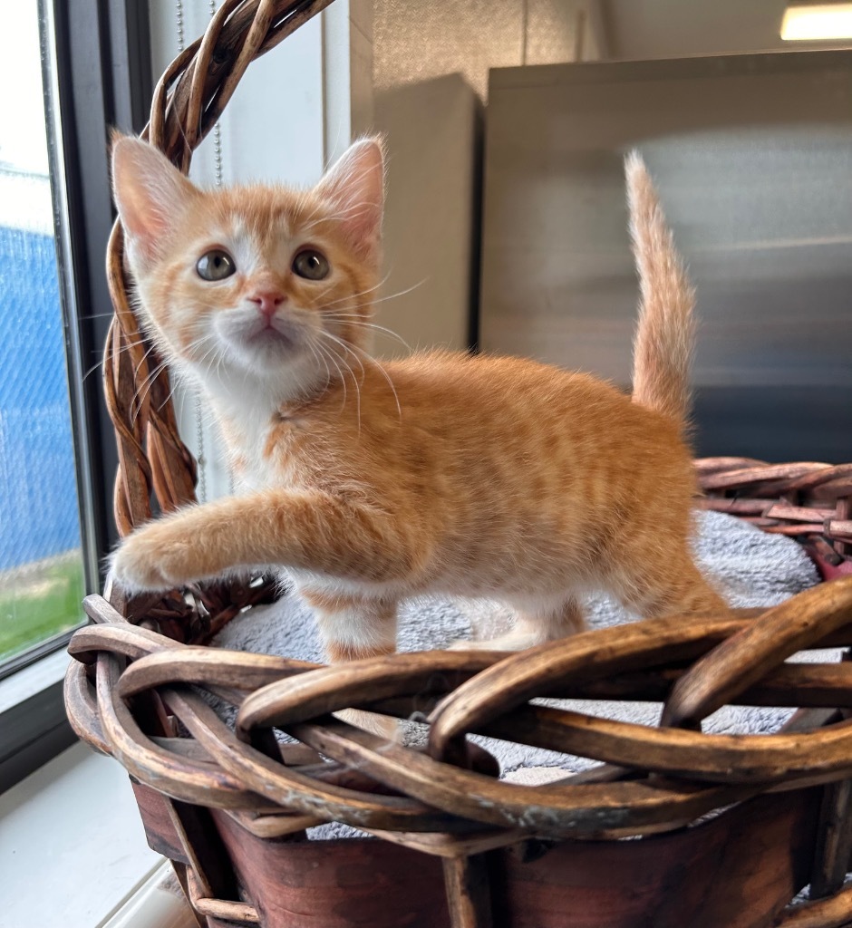 Squirt, an adoptable Domestic Short Hair in Minot, ND, 58702 | Photo Image 1