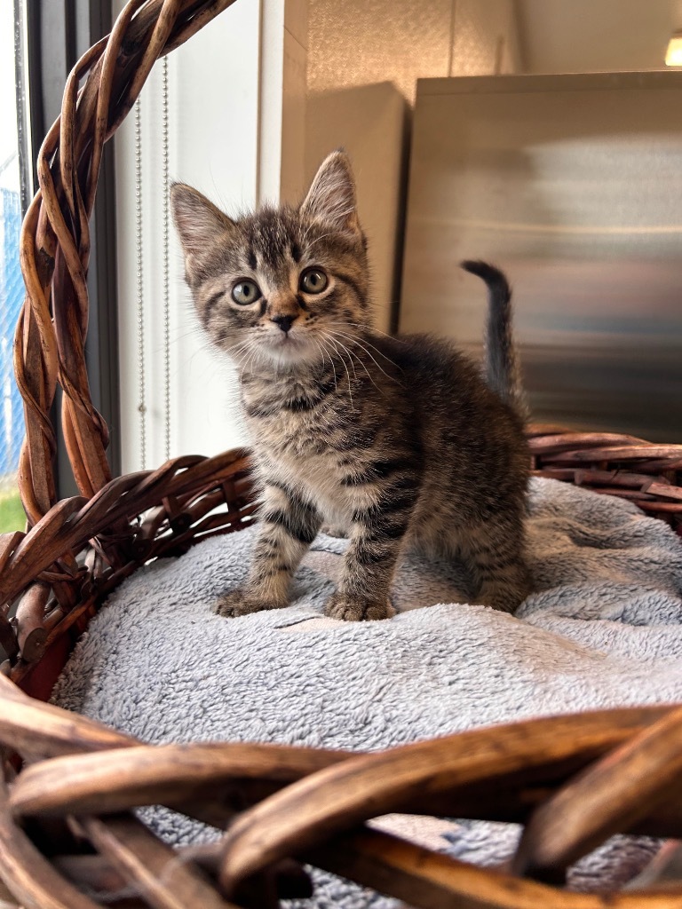 Dory, an adoptable Domestic Short Hair in Minot, ND, 58702 | Photo Image 1