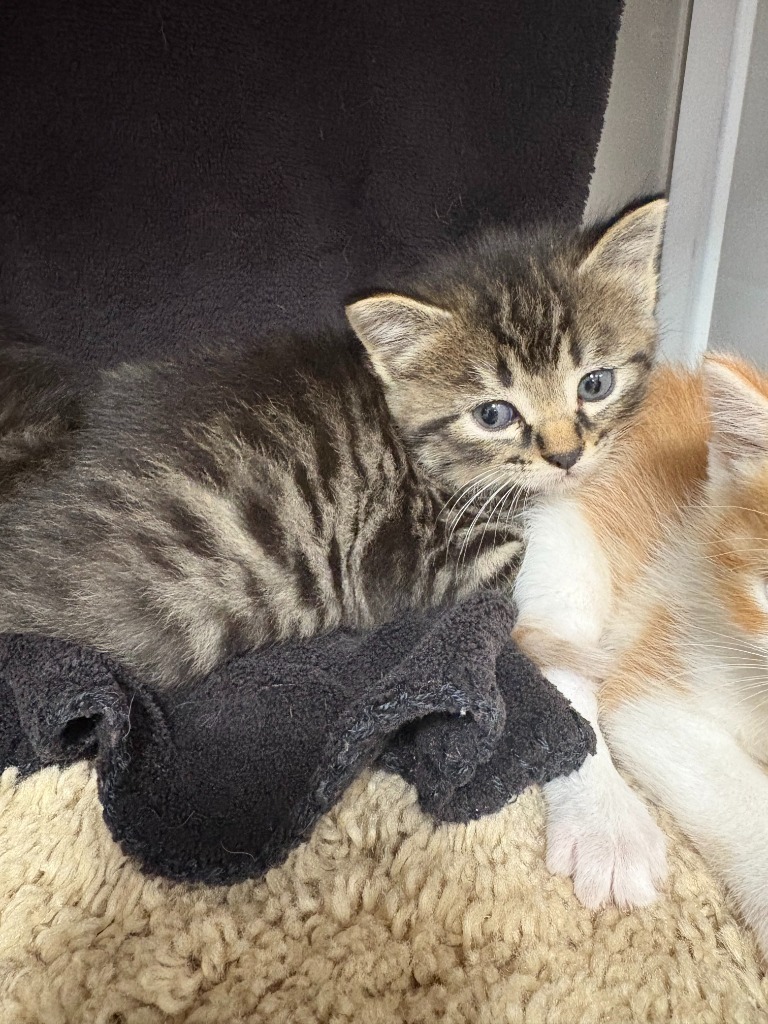 Dory, an adoptable Domestic Short Hair in Minot, ND, 58702 | Photo Image 2