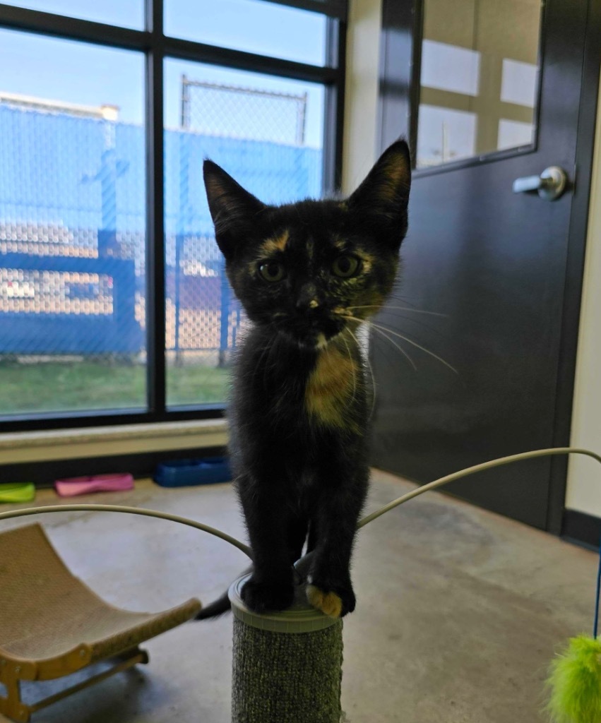Cherries Jubilee, an adoptable Domestic Short Hair in Minot, ND, 58702 | Photo Image 1