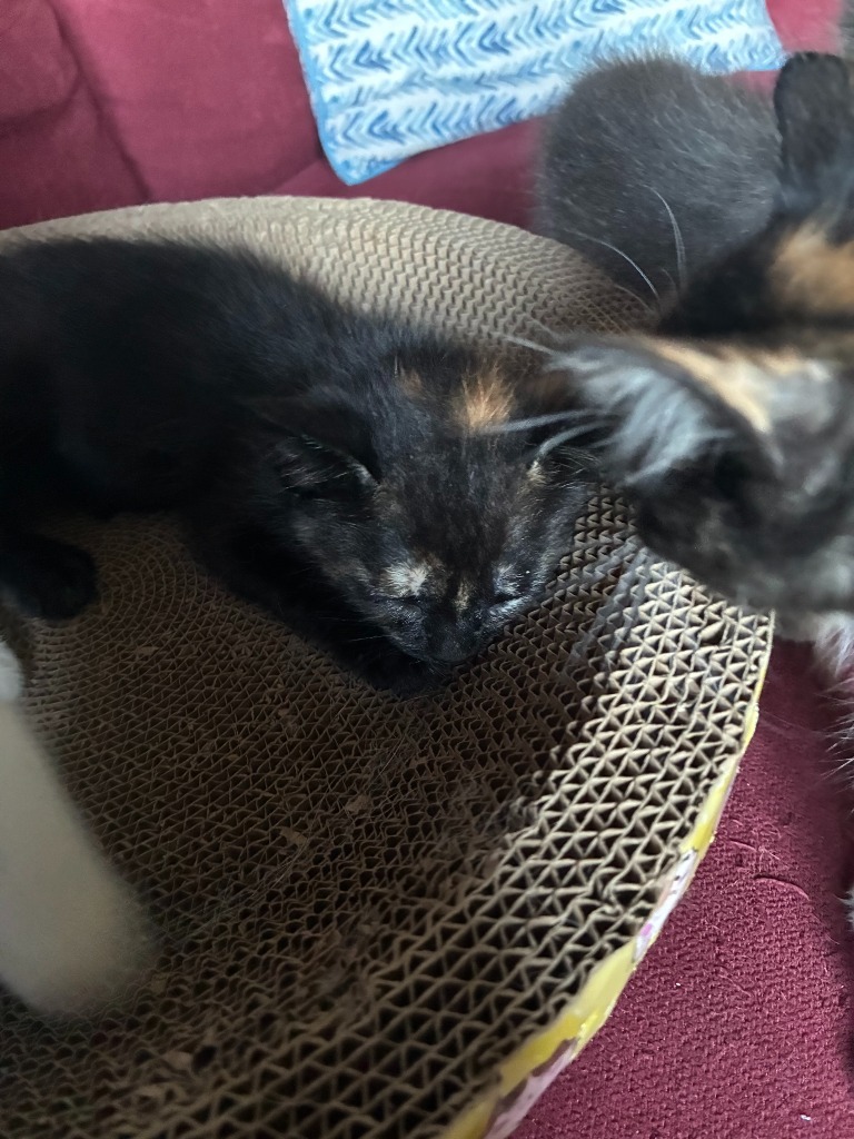 Cherries Jubilee, an adoptable Domestic Short Hair in Minot, ND, 58702 | Photo Image 3