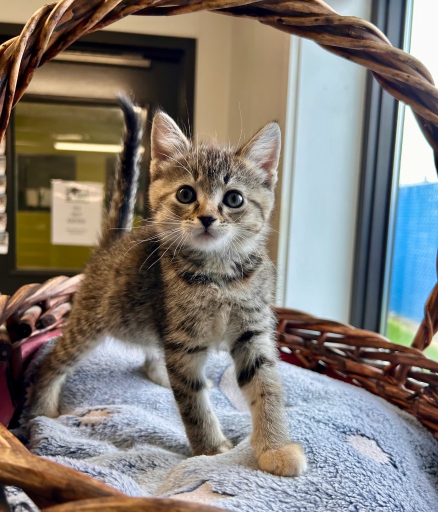 Peach, an adoptable Domestic Short Hair in Minot, ND, 58702 | Photo Image 1