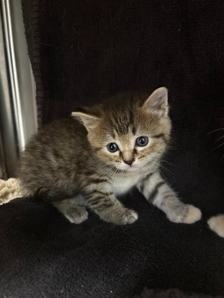 Peach, an adoptable Domestic Short Hair in Minot, ND, 58702 | Photo Image 2
