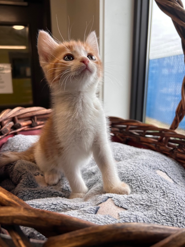 Nemo, an adoptable Domestic Short Hair in Minot, ND, 58702 | Photo Image 1