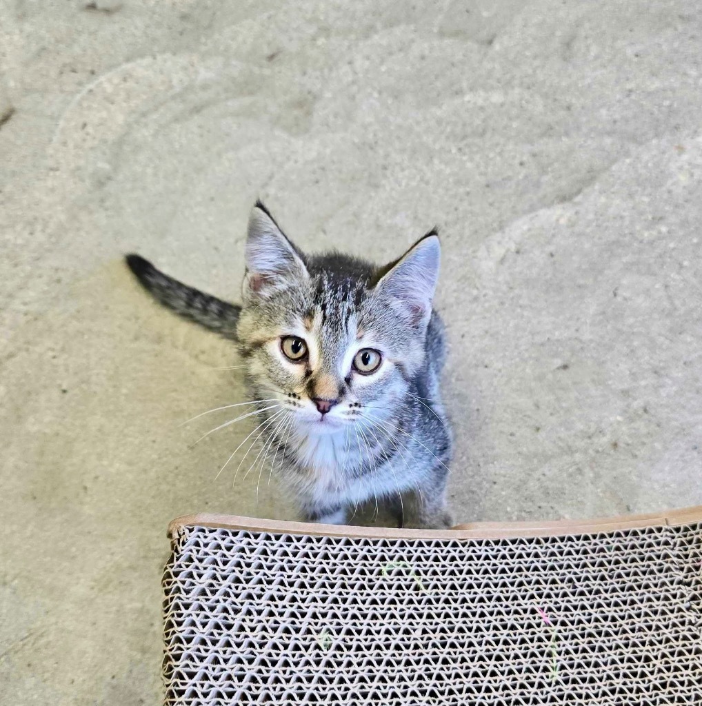 Beach Day, an adoptable Domestic Short Hair in Minot, ND, 58702 | Photo Image 1