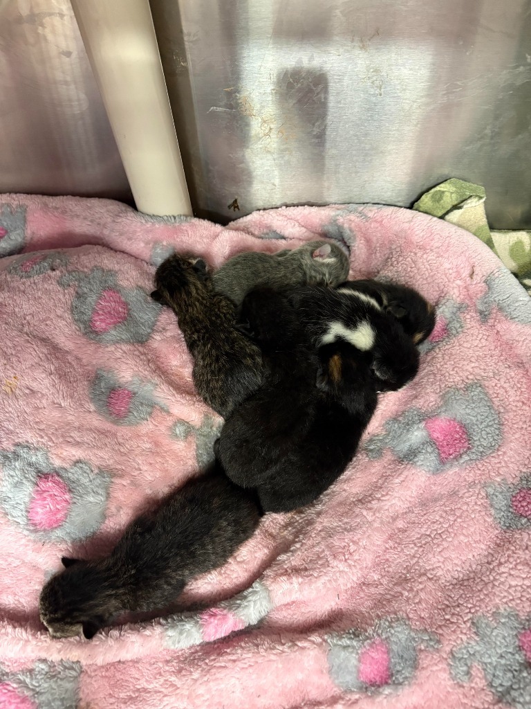 Beach Day, an adoptable Domestic Short Hair in Minot, ND, 58702 | Photo Image 2