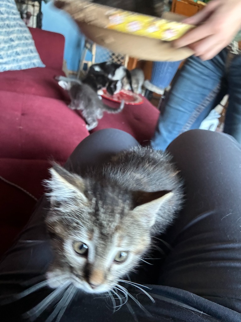 Beach Day, an adoptable Domestic Short Hair in Minot, ND, 58702 | Photo Image 3