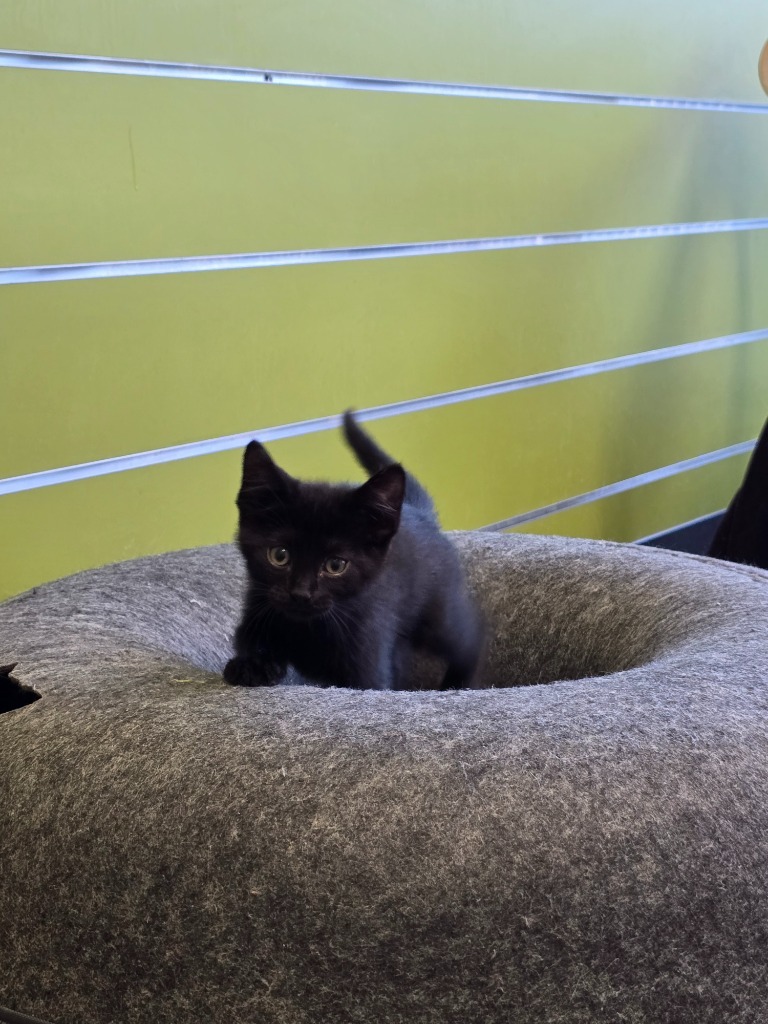 Baseball Nut, an adoptable Domestic Short Hair in Minot, ND, 58702 | Photo Image 1