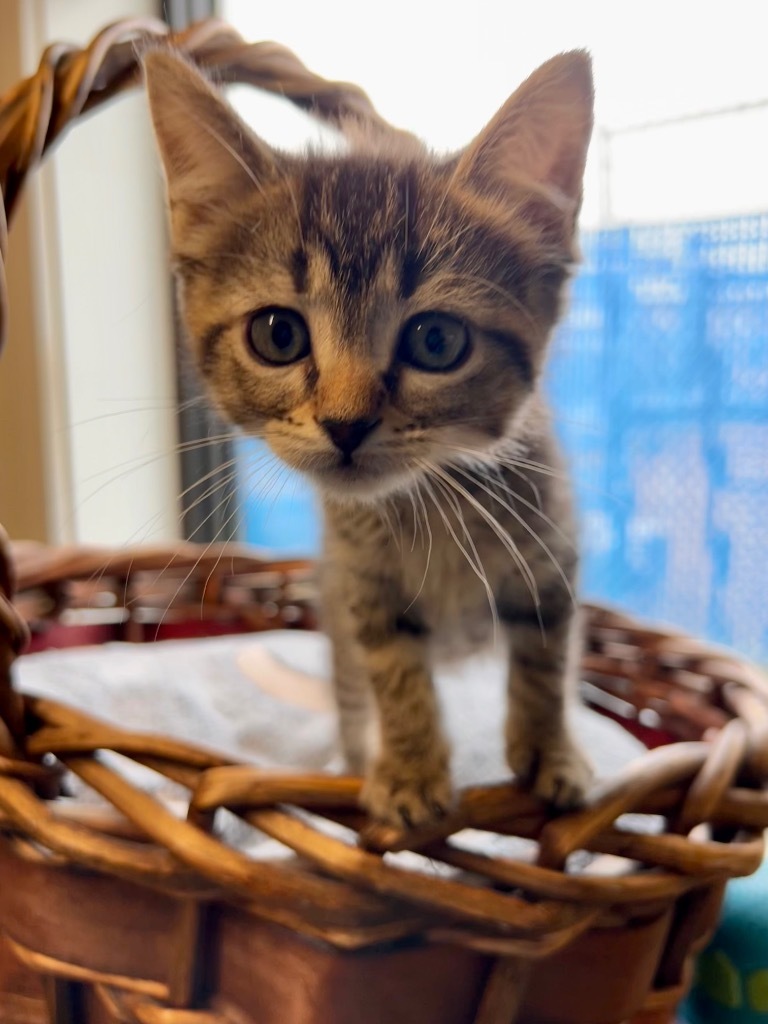Pearl, an adoptable Domestic Short Hair in Minot, ND, 58702 | Photo Image 1