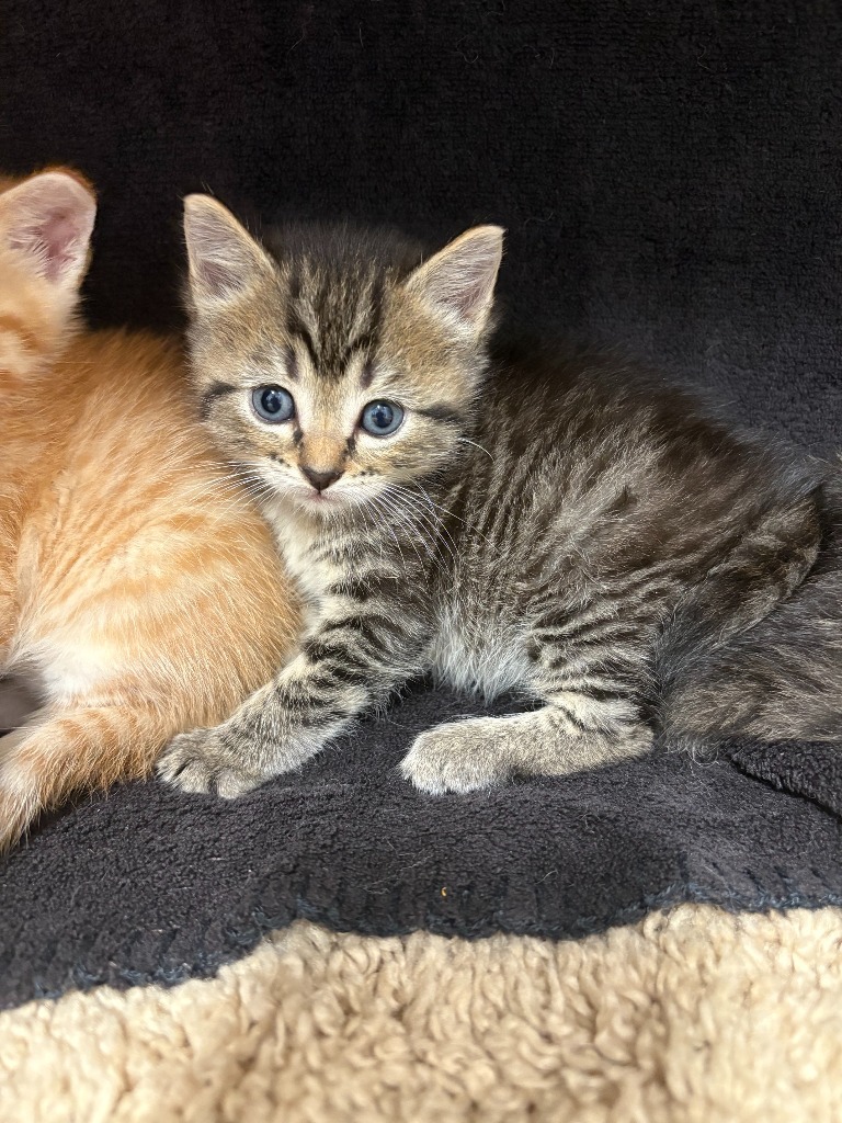 Pearl, an adoptable Domestic Short Hair in Minot, ND, 58702 | Photo Image 2
