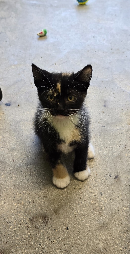 Rocky Road, an adoptable Domestic Short Hair in Minot, ND, 58702 | Photo Image 1