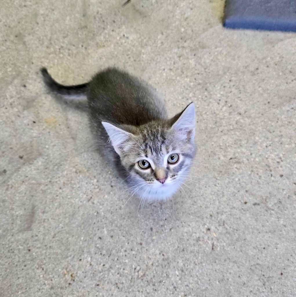 Pink Bubblegum, an adoptable Domestic Short Hair in Minot, ND, 58702 | Photo Image 1