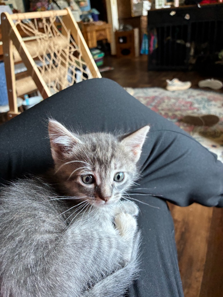 Pink Bubblegum, an adoptable Domestic Short Hair in Minot, ND, 58702 | Photo Image 3