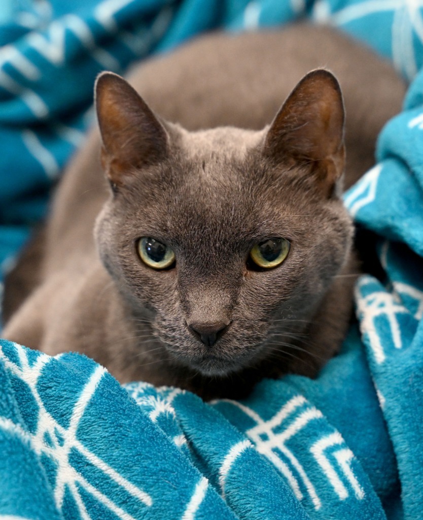 Buddy *Sponsored Senior *Bonded with Momma Kitty