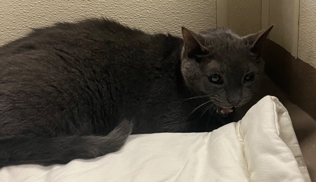 Buddy *Sponsored Senior *Bonded with Momma Kitty