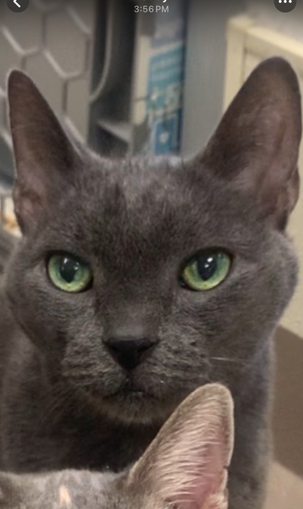 Buddy *Sponsored Senior *Bonded with Momma Kitty