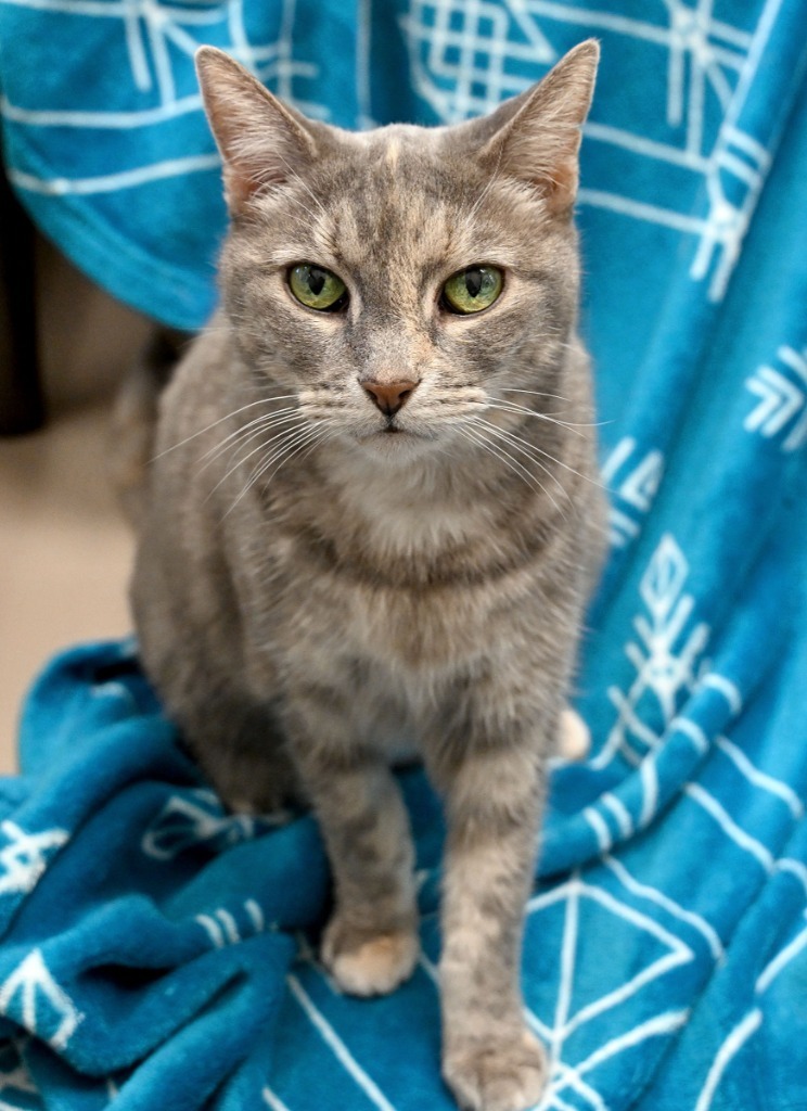 Momma Kitty *Sponsored Senior * Bonded with Buddy